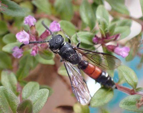 Réf. 319 276 : Sapyga quinquepunctata